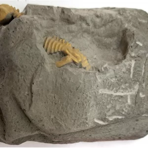 Dino-Ausgrabungs-Set